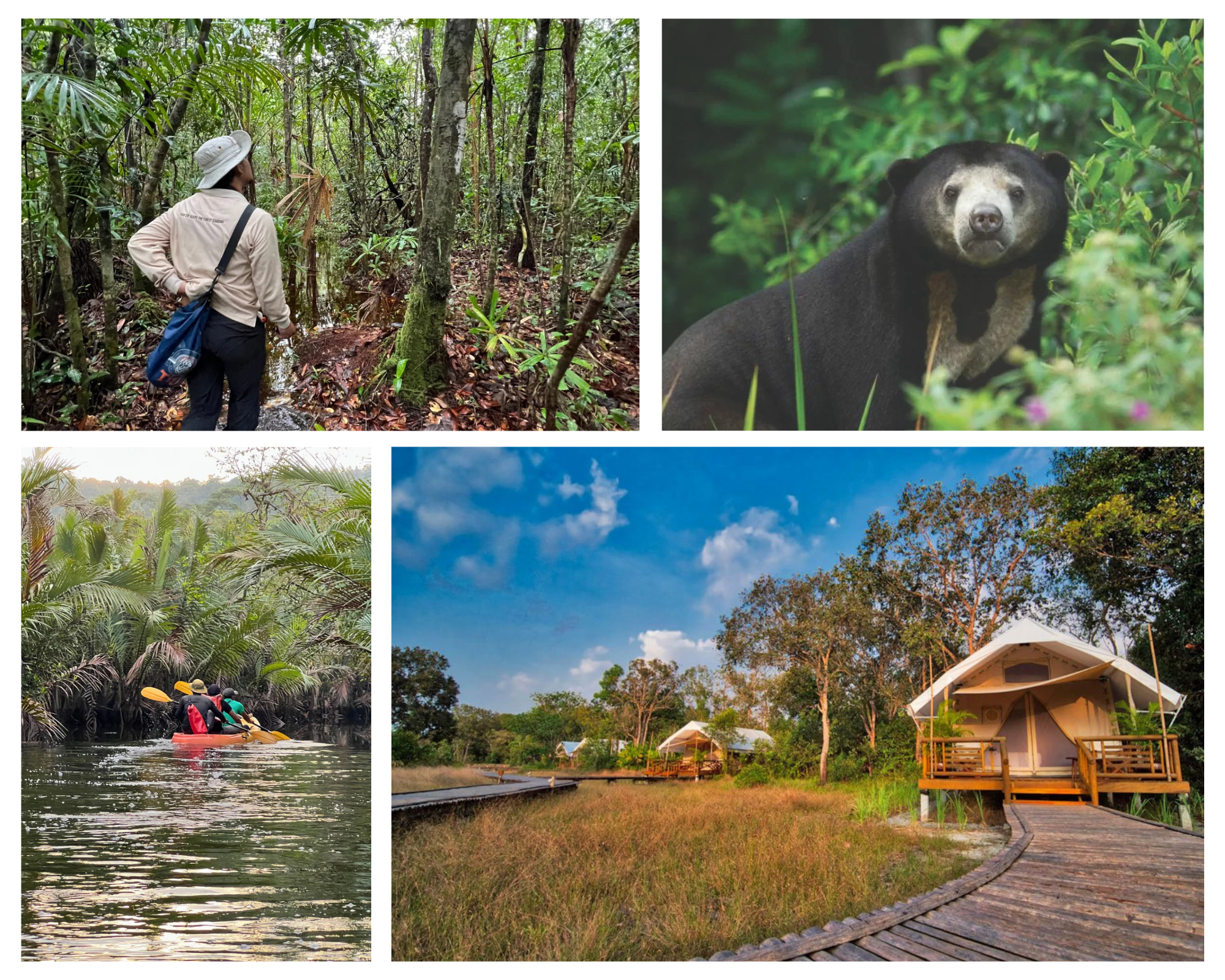 cardamom mountains