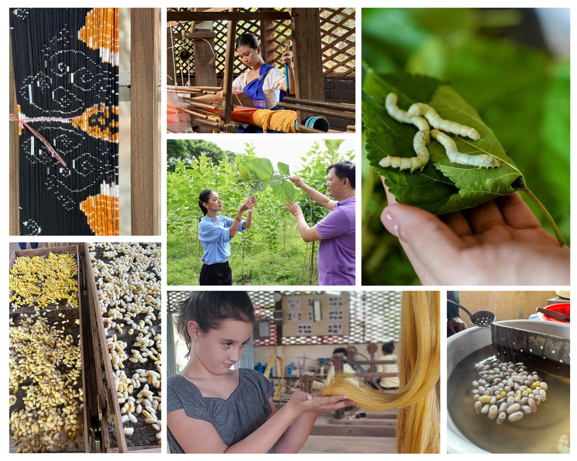 Images depict silkworms on mulberry leaves, silkworms being raised on a mulberry leaves farm, people working on a silk weaving loom, drying harvested silk cocoons in trays, and a woman handling fresh silk threads. The scenes highlight stages of silk production from silkworm cultivation to silk weaving.