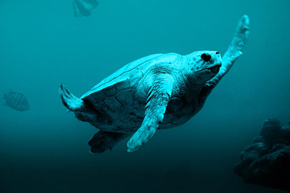 Sea turtle over the reef, scuba diving Mactan