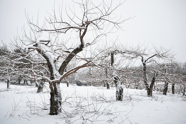 Winter