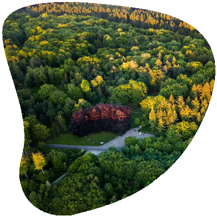 landscape-with-woods-and-street