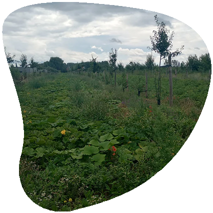 new-agroforestry-field