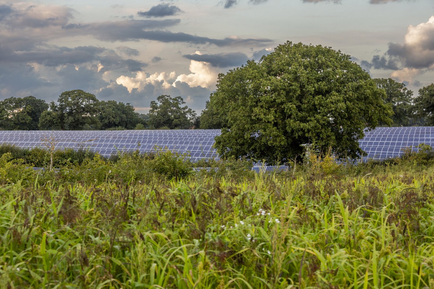Environment, Mitigation and Benefits — Lime Down Solar Park