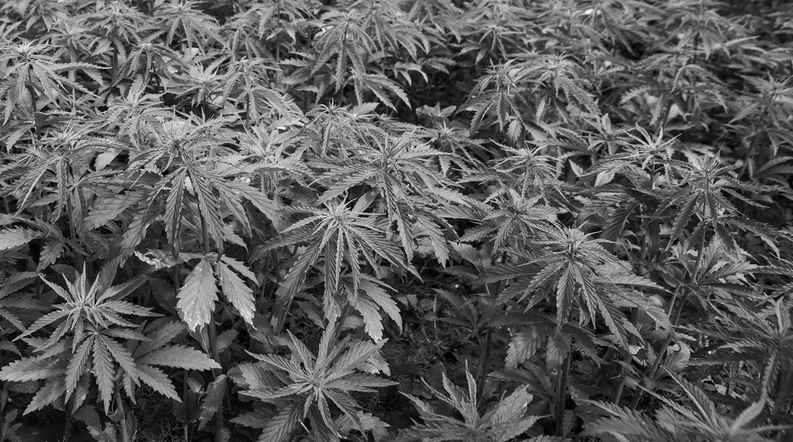 The (Fascinating) History of Hemp