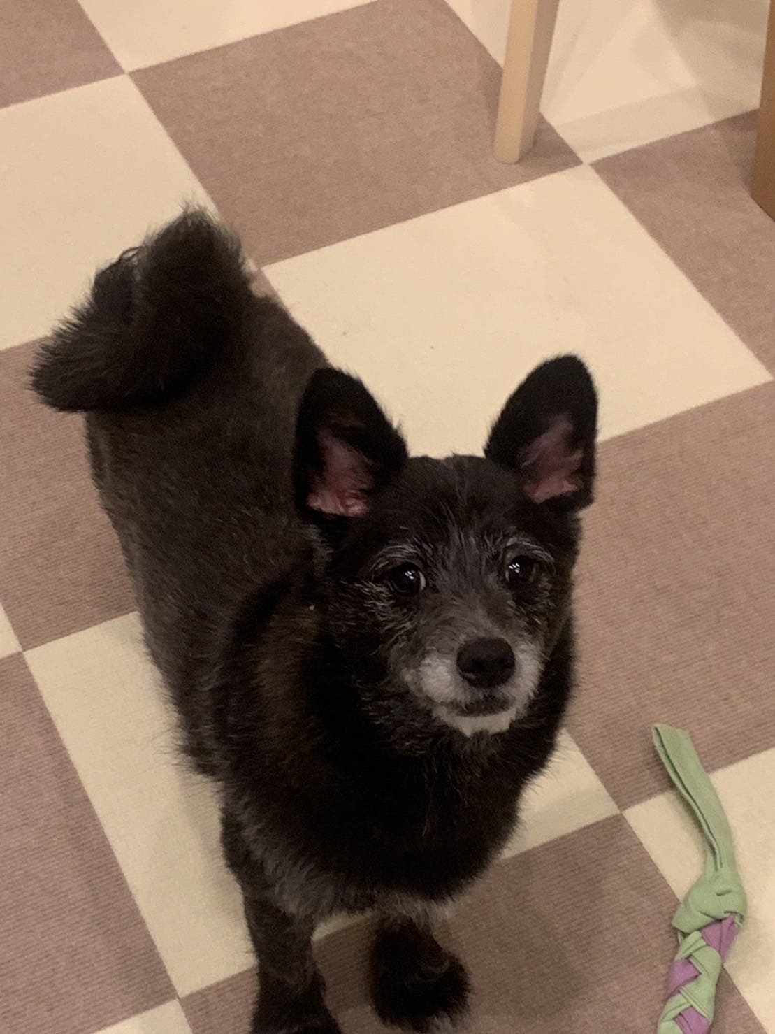 A small black dog with a white muzzle, standing on a checkered floor with beige and brown tiles, looking up at the camera.