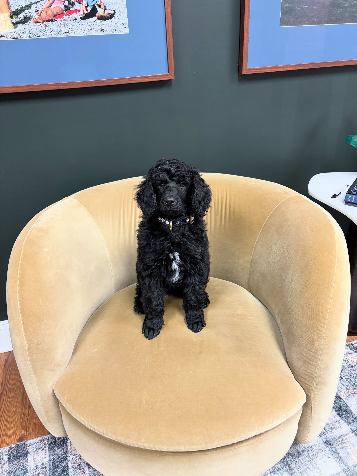 maisie - our in house resident therapy dog in training