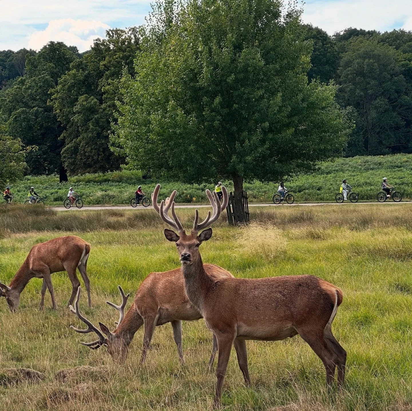 Brixton Wings Summer HAP 2025 Review & Reflections
