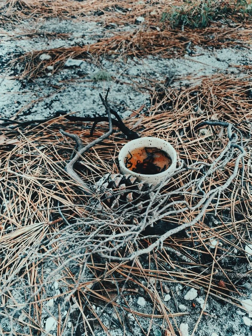 Leaves in a bowl: Cape Point, Cape Town