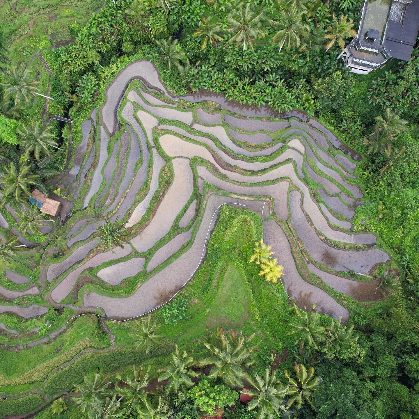 Rice Terrace Tapestry.
Photographer: @dronejorge 

Available styles: 
&bull;Framed Prints: 

https://www.worldonmywall.com/prints/p/rice-terrace-tapestry

&bull;Canvas Framed and Unframed:
https://www.worldonmywall.com/canvas/p/rice-terrace-tapestry
