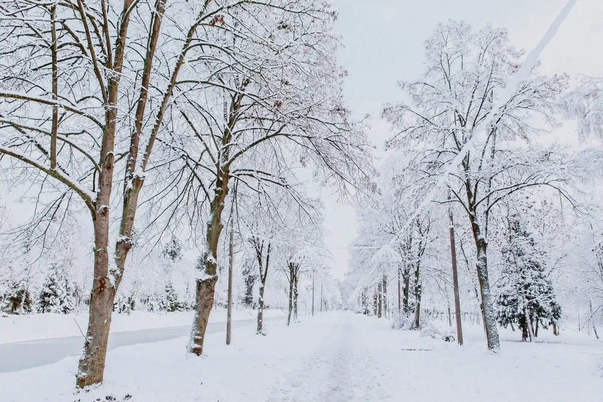 Snow covered trees lining a road