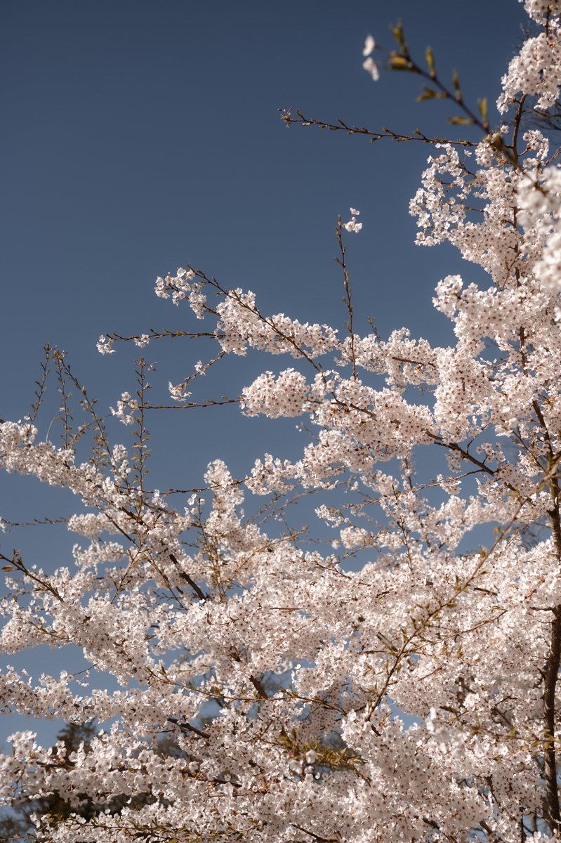 Wedding Middleton Lodge Fig House-125.jpg