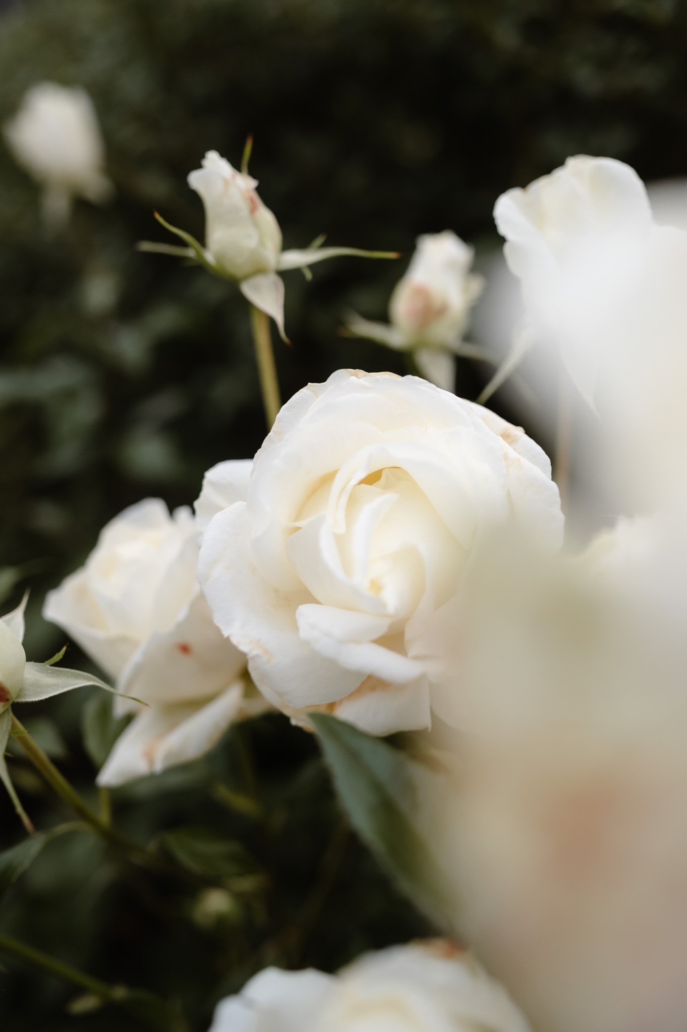 Middleton Lodge Wedding Photographer-109.jpg