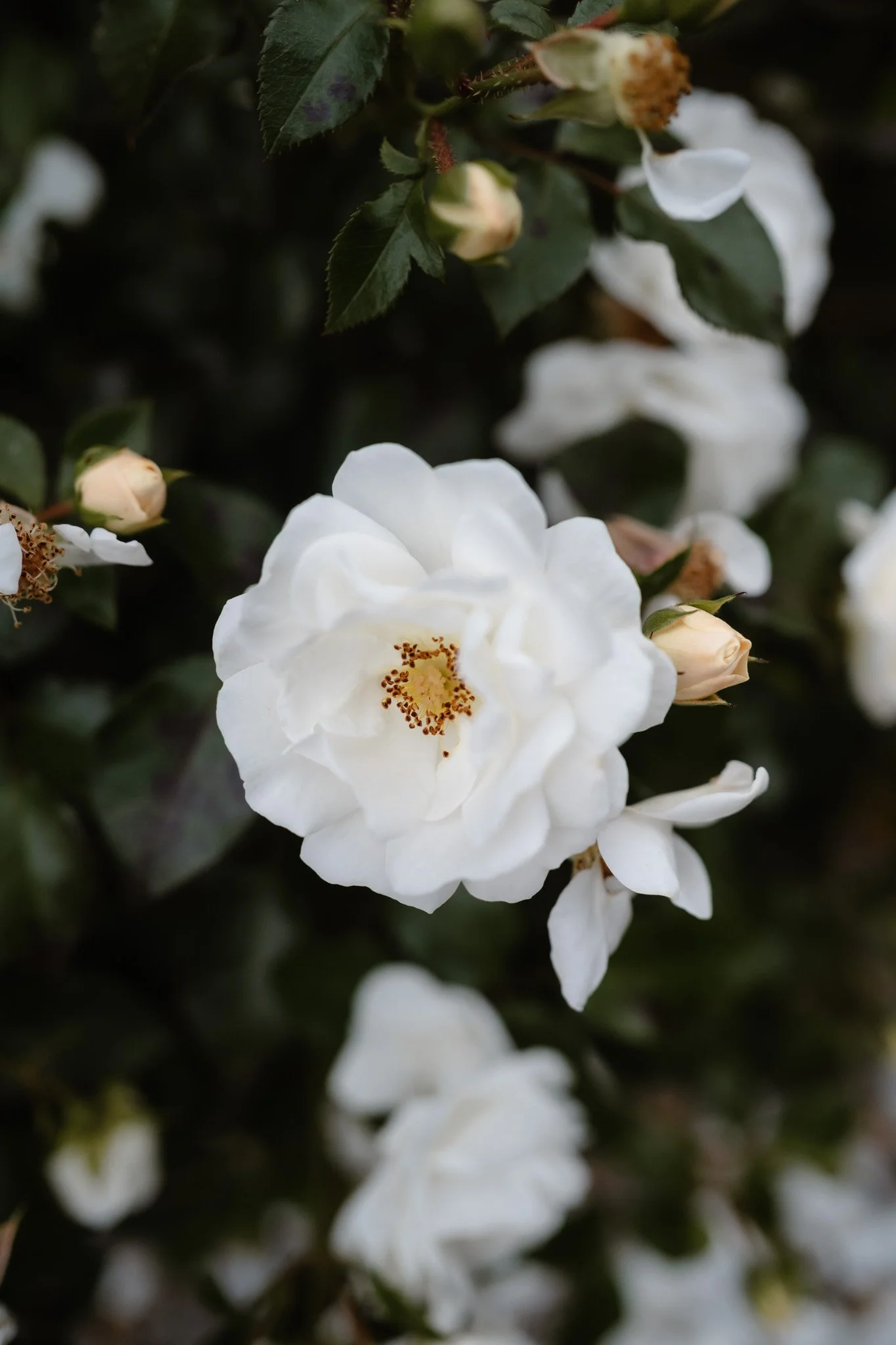 Middleton Lodge Wedding Photographer-110.jpg