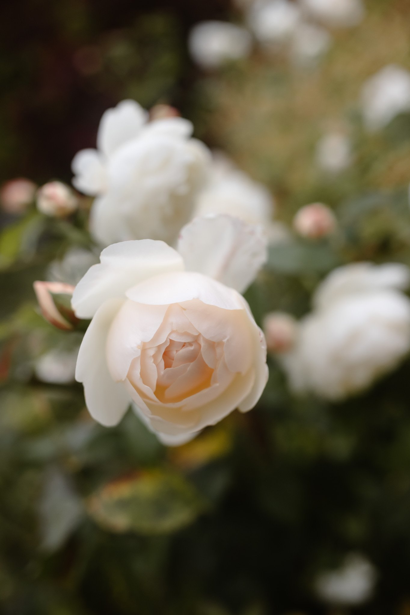 Middleton Lodge Wedding Photographer-112.jpg