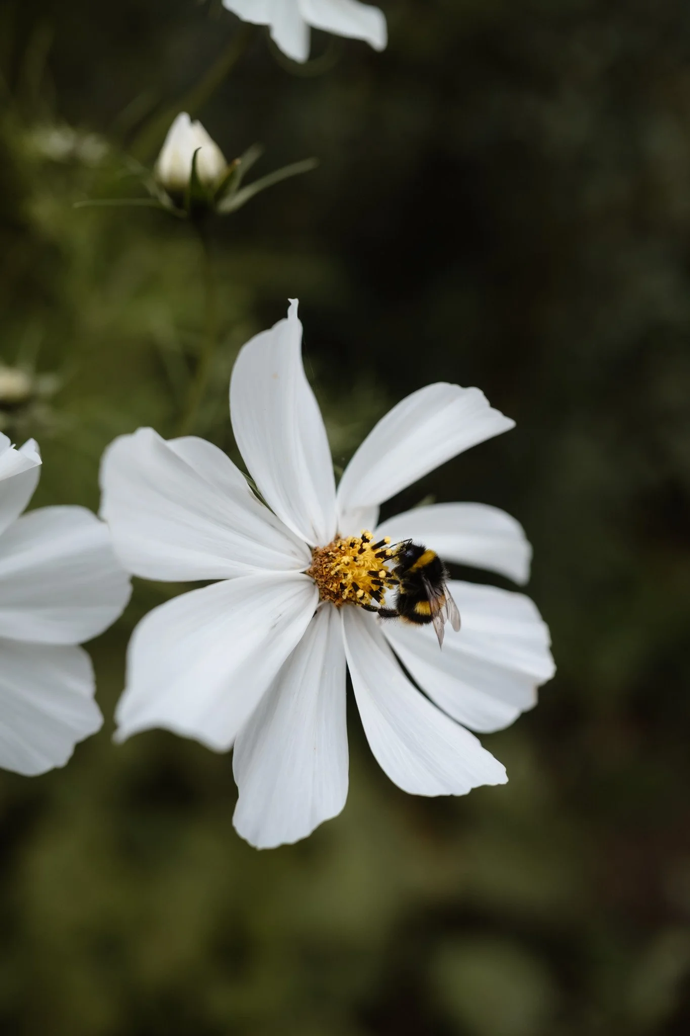 Middleton Lodge Wedding Photographer-114.jpg