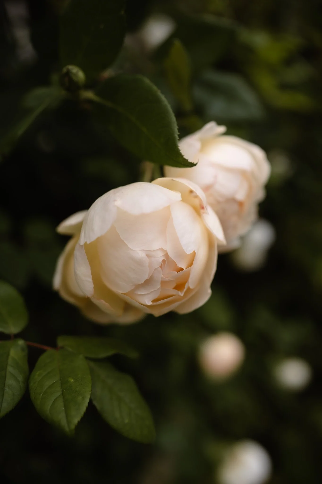 Middleton Lodge Wedding Photographer-115.jpg