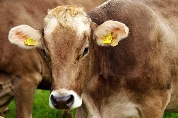 Popular Cow Names/Nicknames &amp; Their History You May Not Know