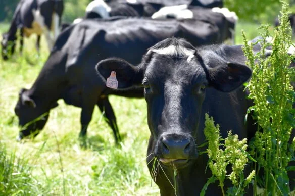 3 Dairy Dad Jokes to Share This Holiday Season