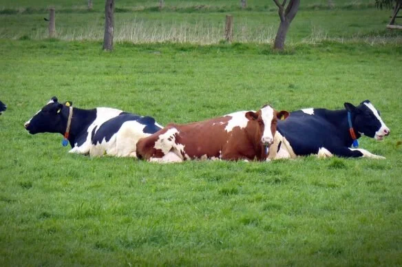 Do Cows Lie Down When It’s Going to Rain?