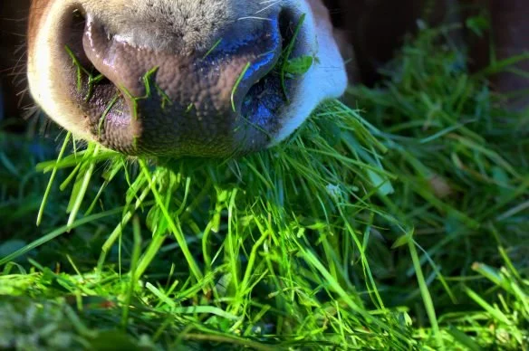 Why Do Dairy Cows Eat More Than Grass?