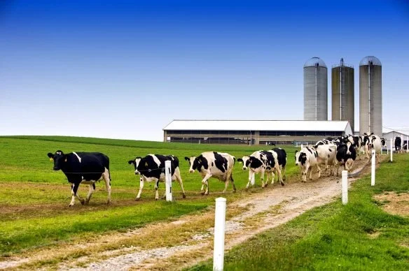 Take a Family Trip to the Dairy Farm