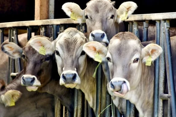 What Do Cows Eat?