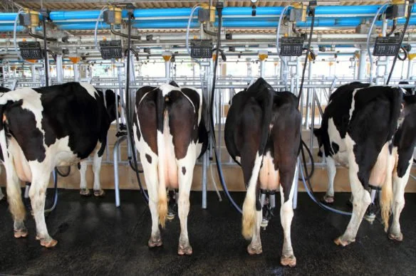 Does Mastitis Affect Milk from Cows?