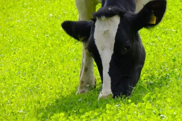 Is Milk Bad for the Environment?