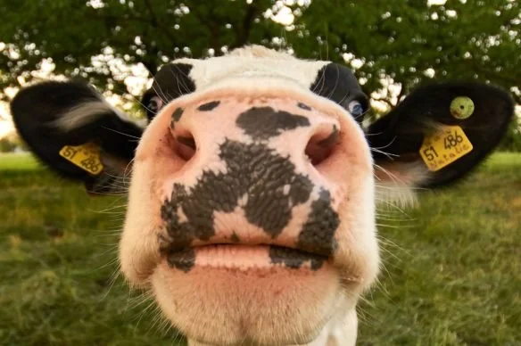 Now Trending: Cow Cuddles
