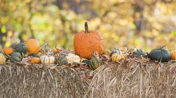 Lighten Up Thanksgiving