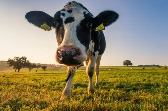 Celebrate Your Health During June Dairy Month