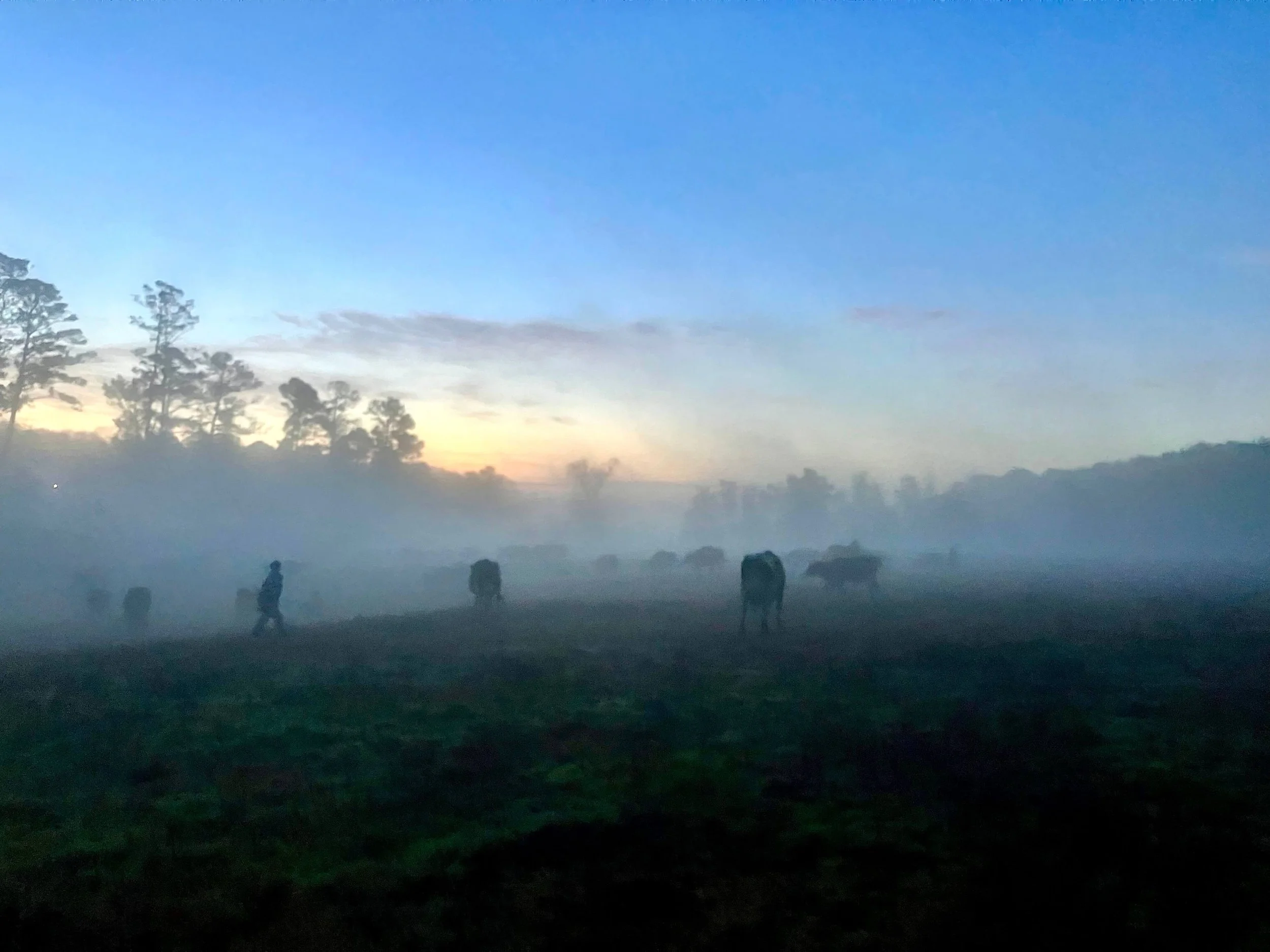 A Dairy Farm’s Very Happy New Year: Reflections and More