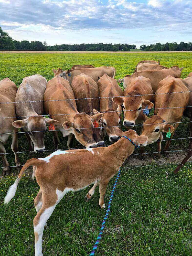Sunbow Jerseys: Cottage Grove, TN