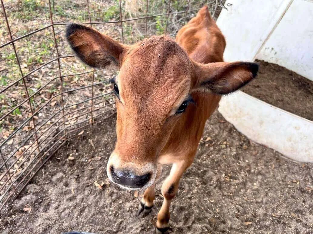 Check Out the 2026 Adopt a Cow Program Live Chats