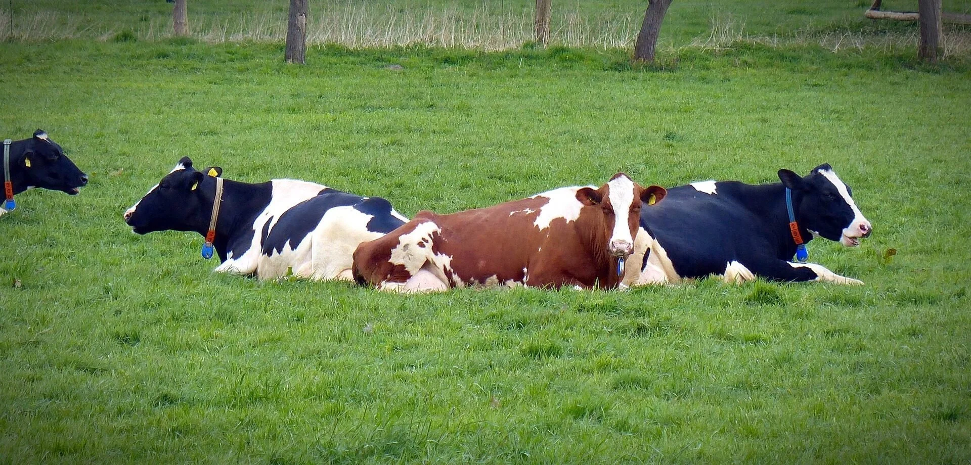 Do Cows Lie Down When It’s Going to Rain? The Dairy Alliance