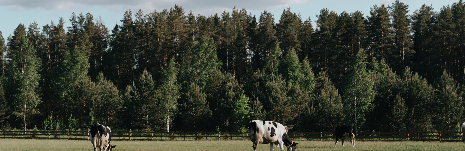 THE DAIRY ALLIANCE visual data 4