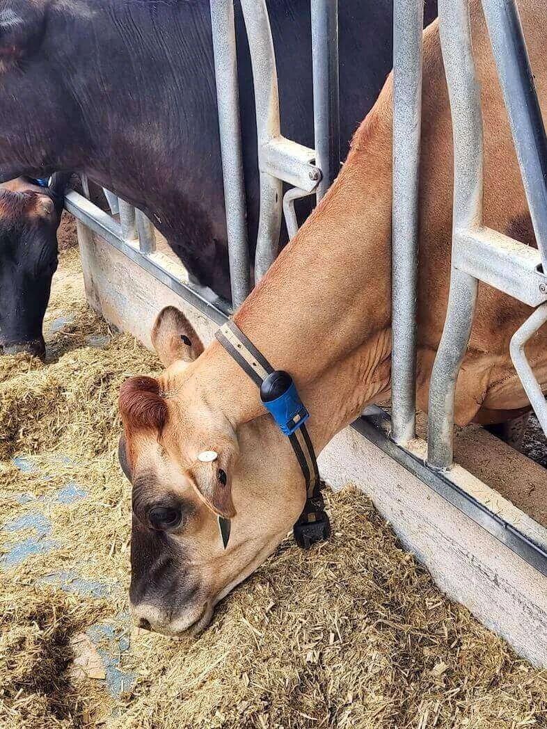 Dairy Farmers Use Tech to Improve Efficiency and Cow Care