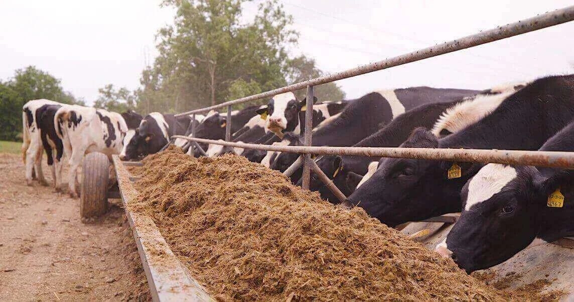 Cowherd Dairy in Campbellsville, KY