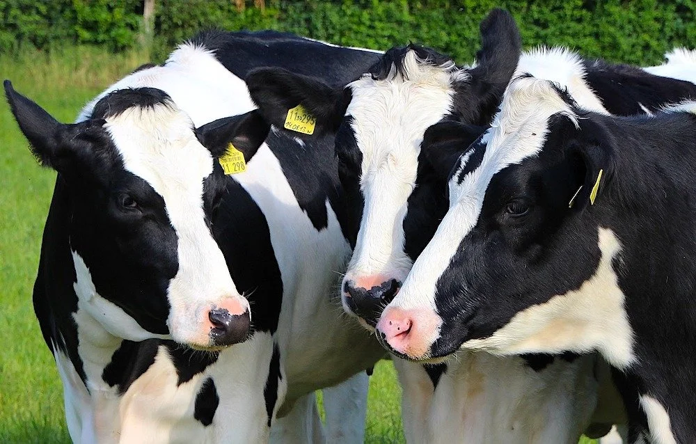 What Does Responsible Dairy Farming Look Like Today?