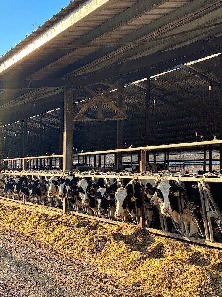 Highland Dairy Farm: Glade Spring, VA