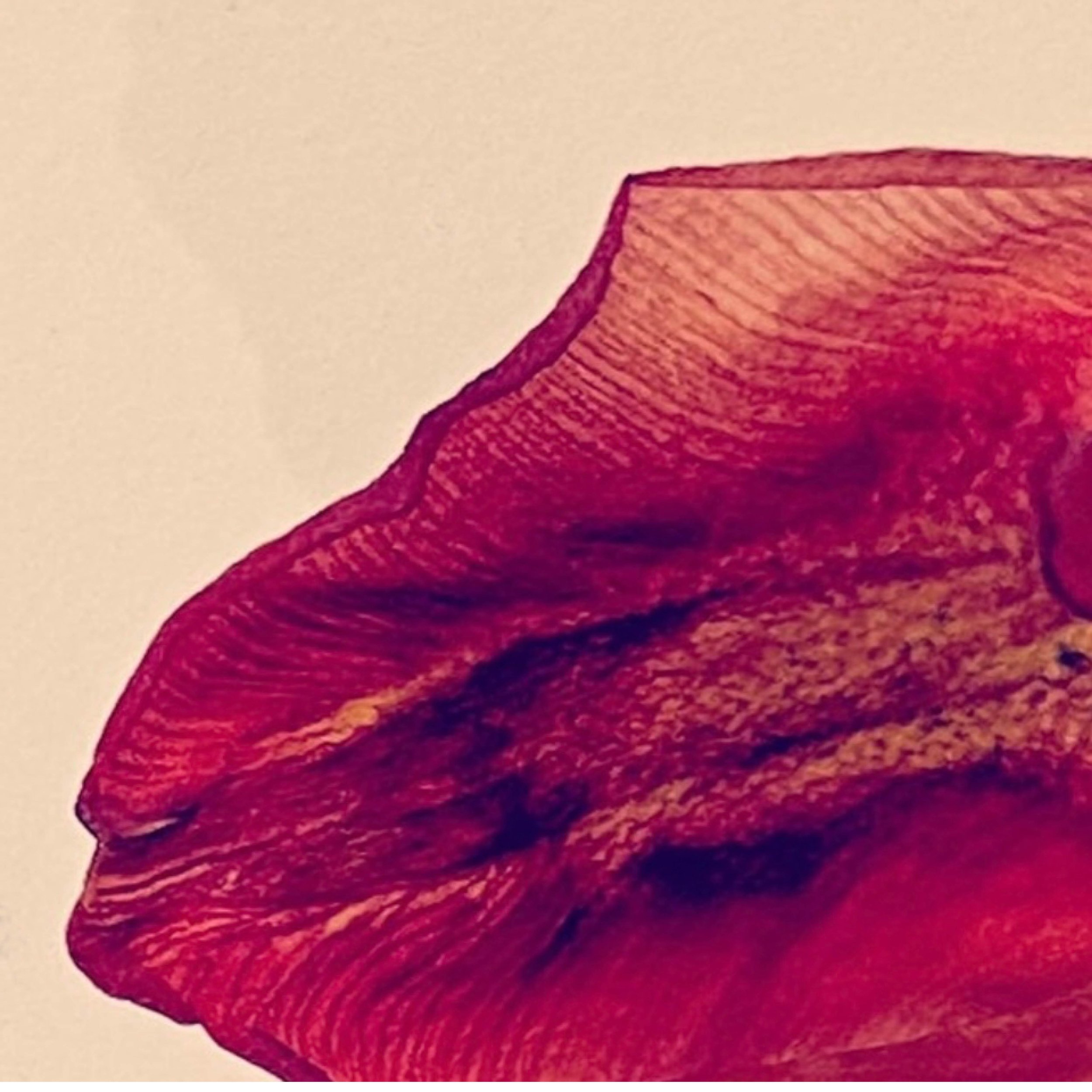 Domestic Botanica series_40 x 40 cm10.jpg