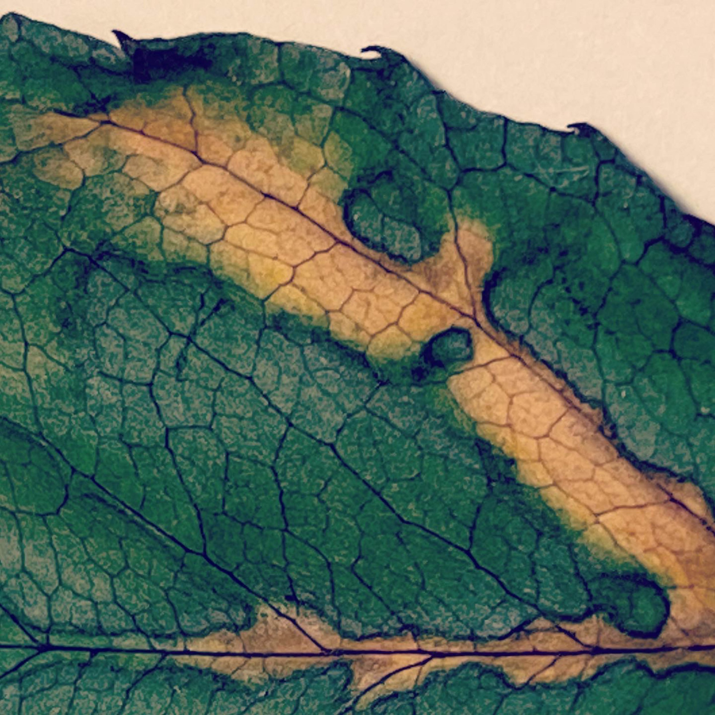 Domestic Botanica series_40 x 40 cm17.jpg