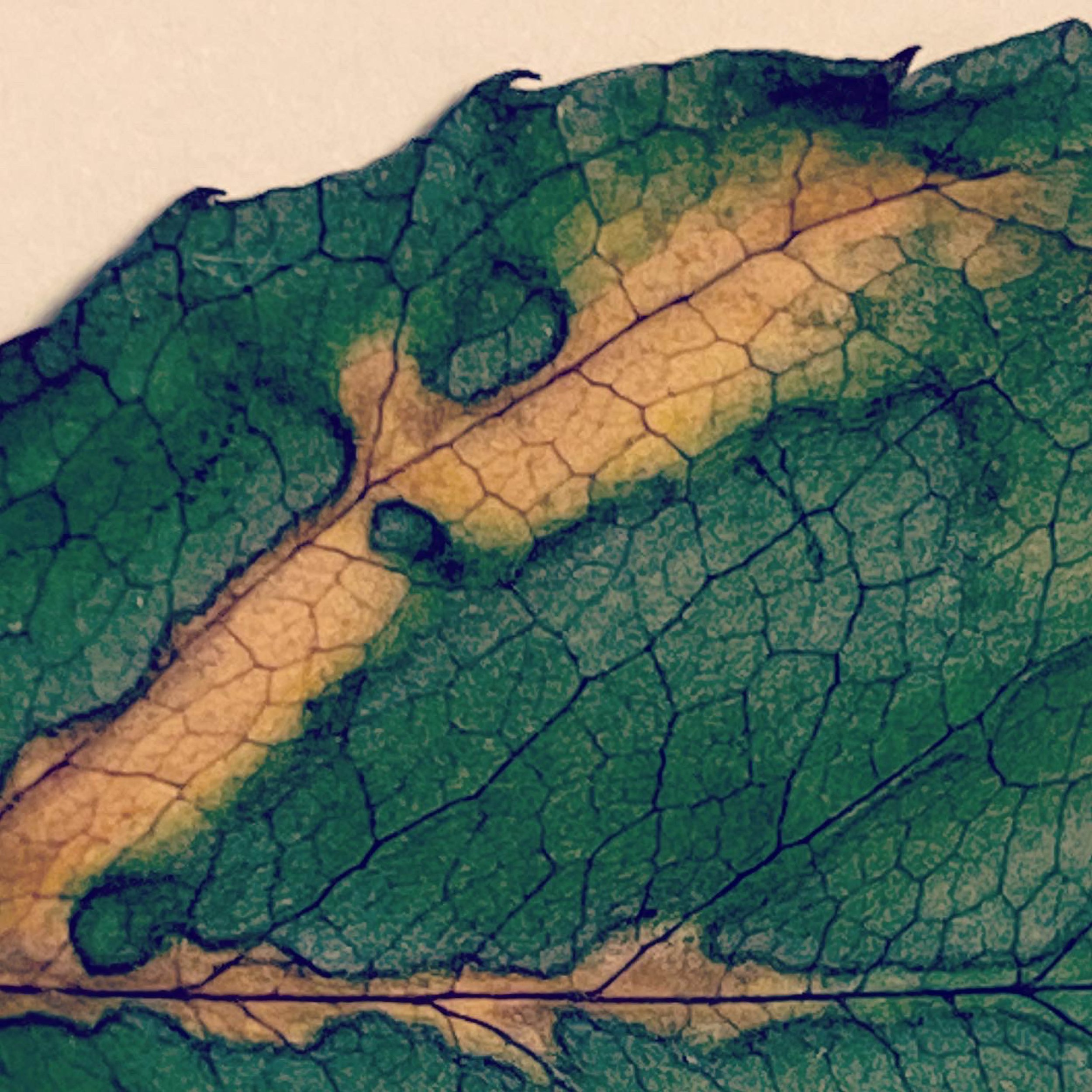 Domestic Botanica series_40 x 40 cm16.jpg