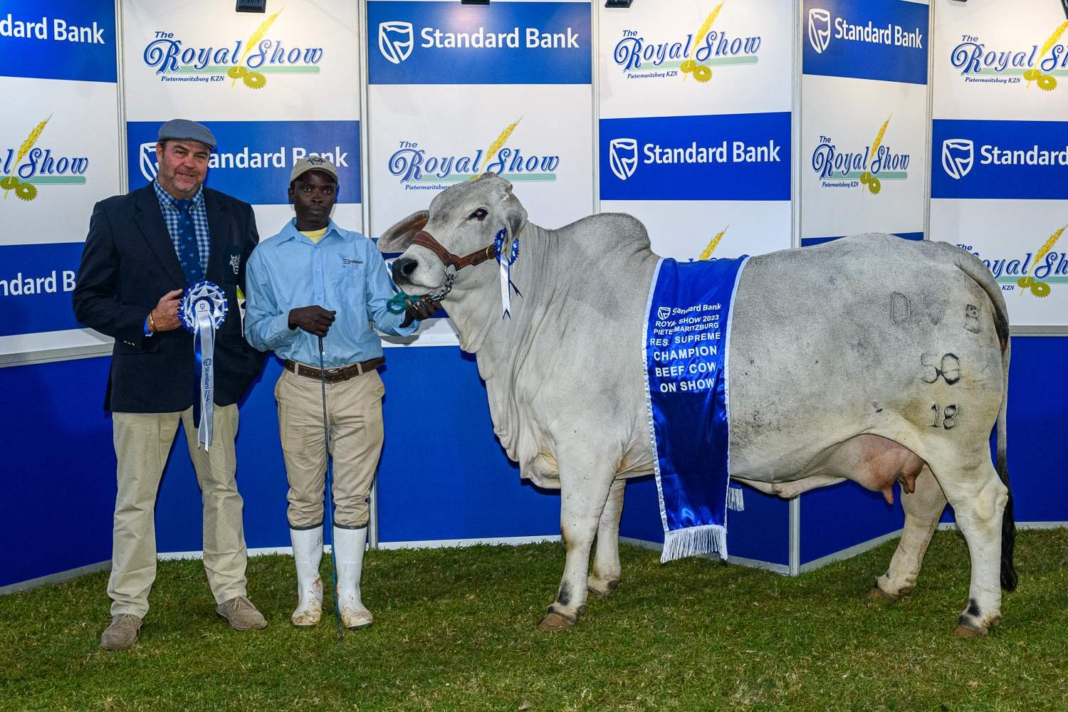 Gold-Cup-Reserve-Supreme-Champion-Beef-Cow-Royal-Show-2023.jpg