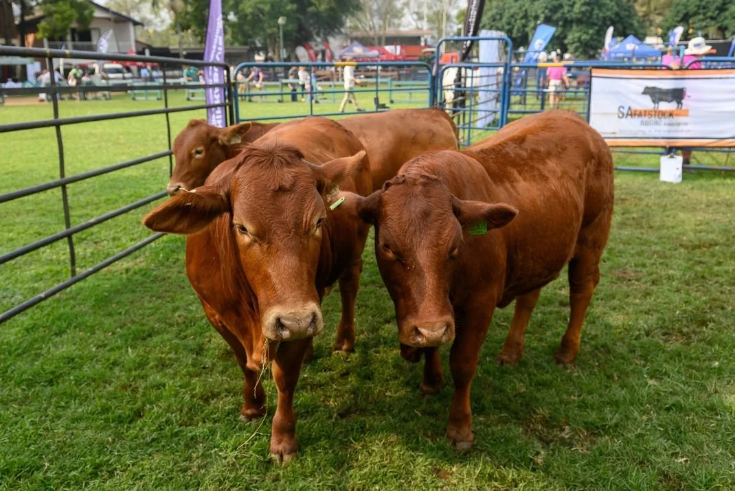 Royal_Heifers_2024_4.jpg