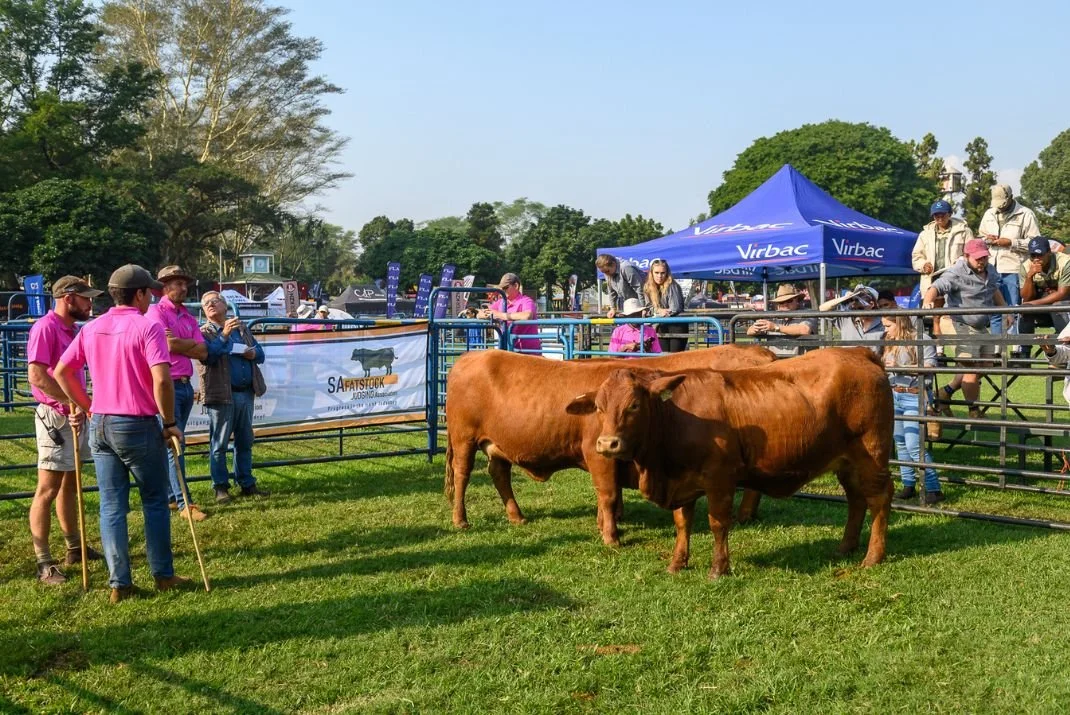 Royal_Heifers_2024_2.jpg