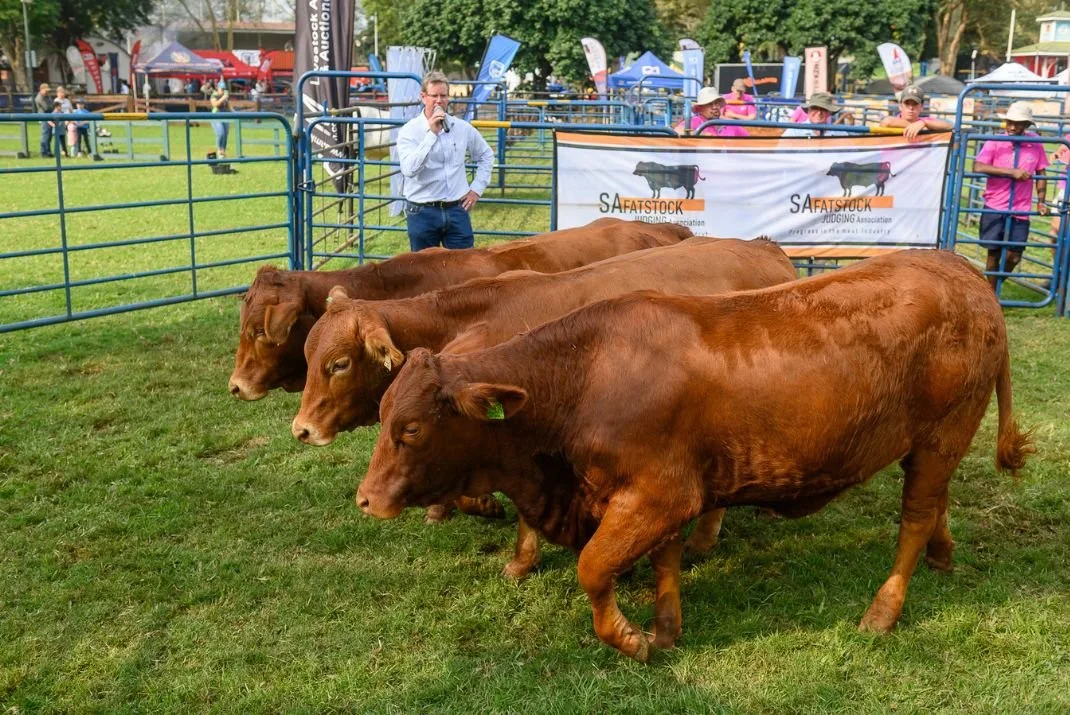 Royal Veld Heifer Competition