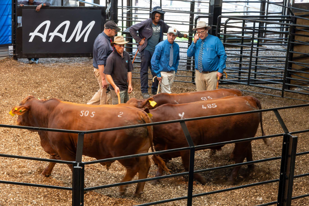 Entries Open for the 2026 Royal Fat Stock Show