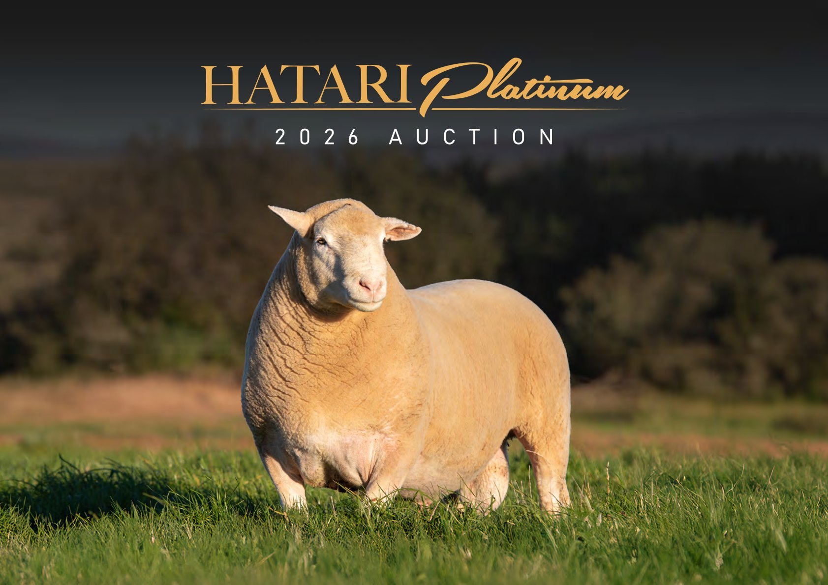 From the Royal to Hatari: Baie Sterkte met julle Veiling