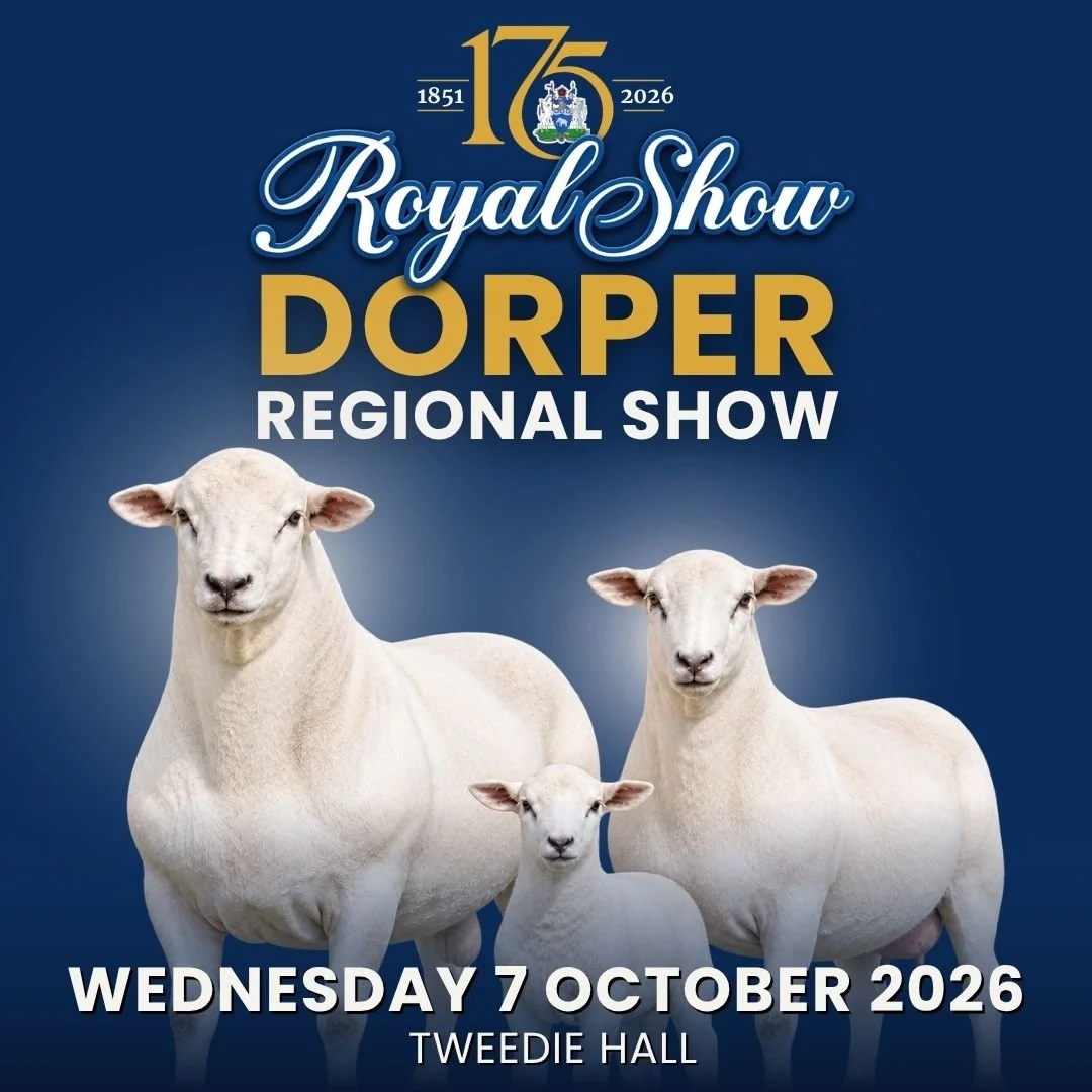 Dorper_Regional_Championship_Royal_Show_2026.jpg